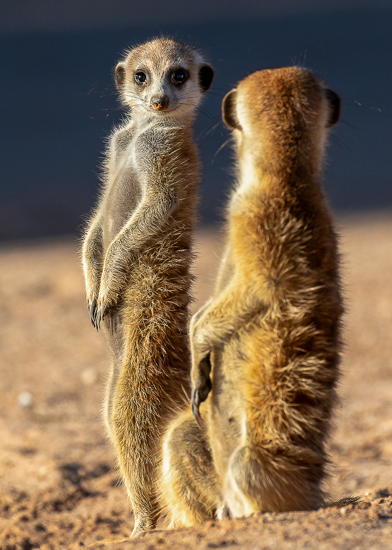Derrick Smit (South Africa) I See You 2